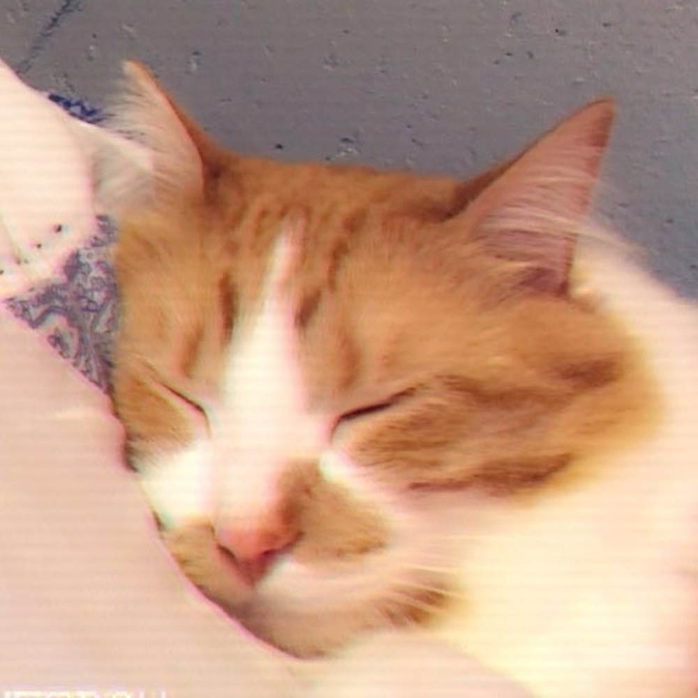 Meet your Posher, Brandin